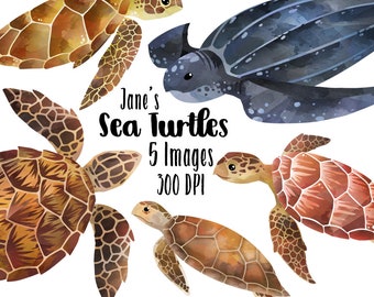 Watercolor Sea Turtle Clipart: Loggerhead, Leatherback, Hawksbill (Digital Download)