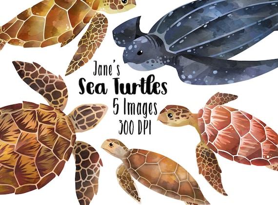 Watercolor Sea Turtles Clipart Sea Turtle Species Download Instant Download Loggerhead Leatherback Hawksbill
