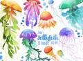 Watercolor Jellyfish Clipart: 12 Sea Creature PNG Images (Digital Download)