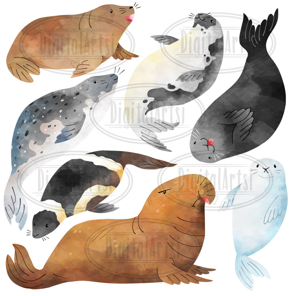 Aquarell Robbe Clipart: Meerestiere (Instant Download) - Etsy Österreich, image size:950x950