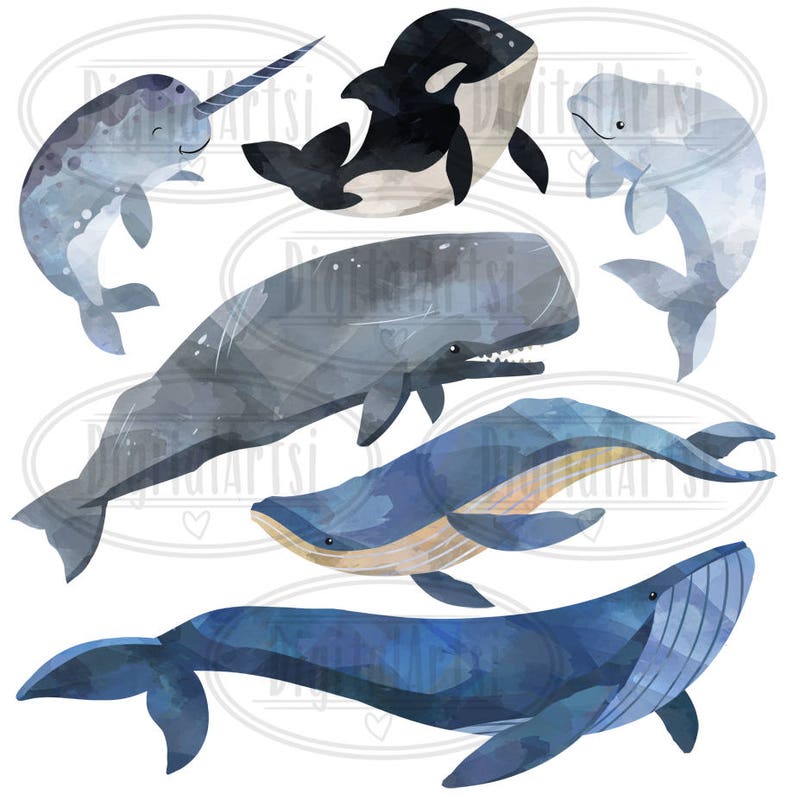 May include: Watercolor illustration of various whale species, including a narwhal, a sperm whale, a humpback whale, a blue whale, and an orca. The whales are depicted in shades of blue, gray, and black, with white accents.