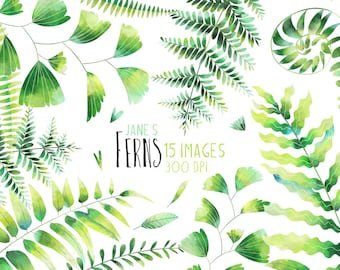 Watercolor Ferns Clipart -  Green Leaves Download - Instant Download - Nature - Holly Fern - Boston Fern - Sensitive Fern - Cinnamon Fern