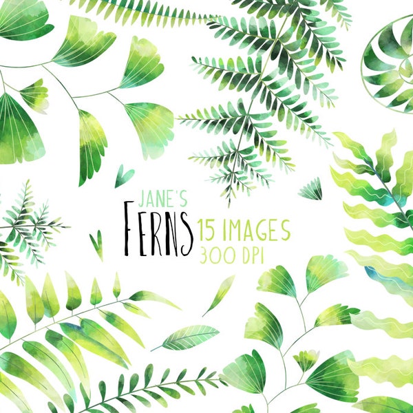 Watercolor Ferns Clipart -  Green Leaves Download - Instant Download - Nature - Holly Fern - Boston Fern - Sensitive Fern - Cinnamon Fern