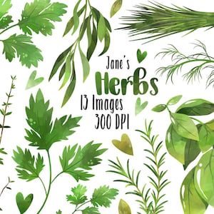 Clipart de ervas em aquarela - Download de ervas de jardim - Download instantâneo - Manjericão - Alecrim - Tomilho - Coentro - Salsa - Endro - Cebolinha