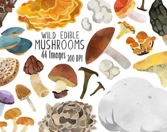 Watercolor Mycology Clipart - North American Mushroom Download - Instant Download - Foraging - Fungi - Wild Edible Mushrooms