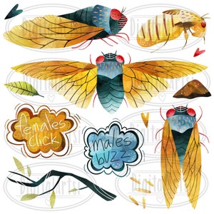 Watercolor Cicada Clipart Insect Download Instant Download Cicada Life Cycle Bugs Educational Art Cicadas image 2