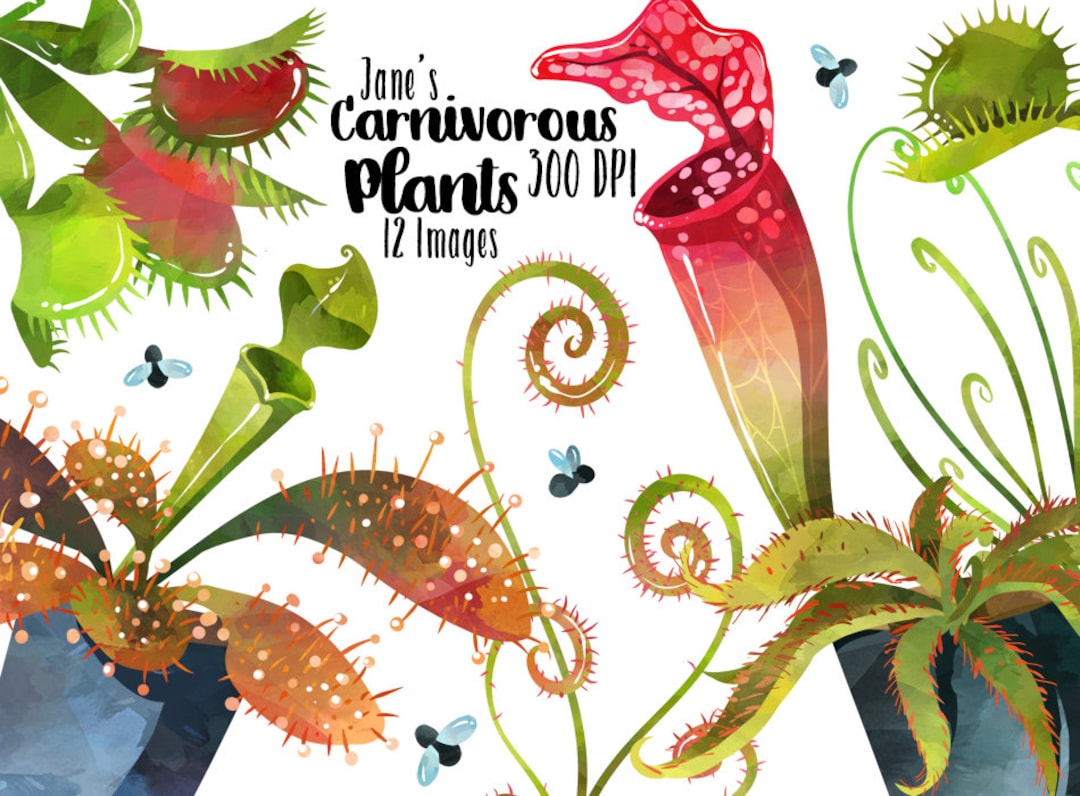 カラフルな食虫植物の絵画 水彩画の食虫植物のクリップアート：ハエトリグサ、ウツボカズラ（即時