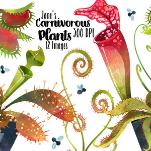 Imágenes prediseñadas de plantas carnívoras en acuarela - Descarga instantánea de plantas carnívoras - Venus atrapamoscas - Droseras - Plantas únicas