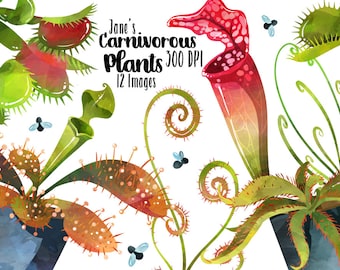 May include: A digital illustration of 12 watercolor carnivorous plants, including Venus flytraps, pitcher plants, and sundews. The plants are depicted in various shades of green, red, and orange, with intricate details of their traps and tendrils. The text "Jane's Carnivorous Plants 300 DPI 12 Images" is included in the image.