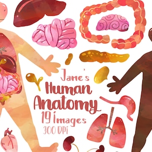 Aquarel menselijke anatomie Clipart - spijsverteringsstelsel downloaden - Instant Download - aquarel organen - onderwijs - maag - darmen