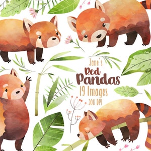 Aquarel rode panda's clipart - rode panda downloaden - Instant Download - schattige rode panda's - dieren - commercieel gebruik - handgetekend - door mensen gemaakt