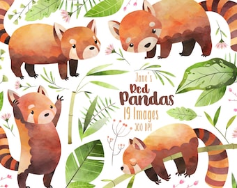 Watercolor Red Panda Clipart: 19 PNG Images (Commercial Use, Human Made)