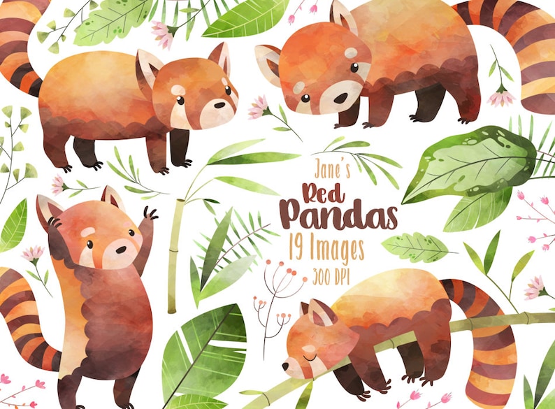 May include: A digital illustration of red pandas in a watercolor style. The red pandas are surrounded by green leaves and pink flowers. The text "Jane's Red Pandas 19 Images 300 DPI" is in the center of the image.