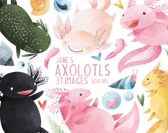 May include: A set of 31 digital illustrations of axolotls in various poses and colors, including pink, yellow, black, and green. The illustrations are in a watercolor style and feature details like gills, eyes, and smiles. The text "Jane's Axolotls 31 Images 300 DPI" is included in the image.