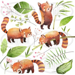 May include: Watercolor illustration of red pandas in a jungle setting. The red pandas are depicted in various poses, including standing, sleeping, and climbing. The jungle setting is lush and green, with leaves, bamboo, and flowers.