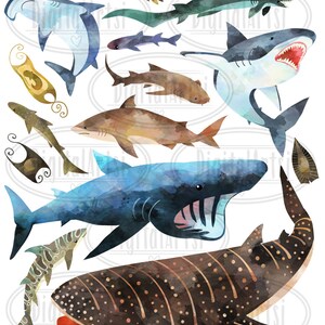 Akvarellhajar Clipart: 14 bilder av hajarter (digital nedladdning) bild 2