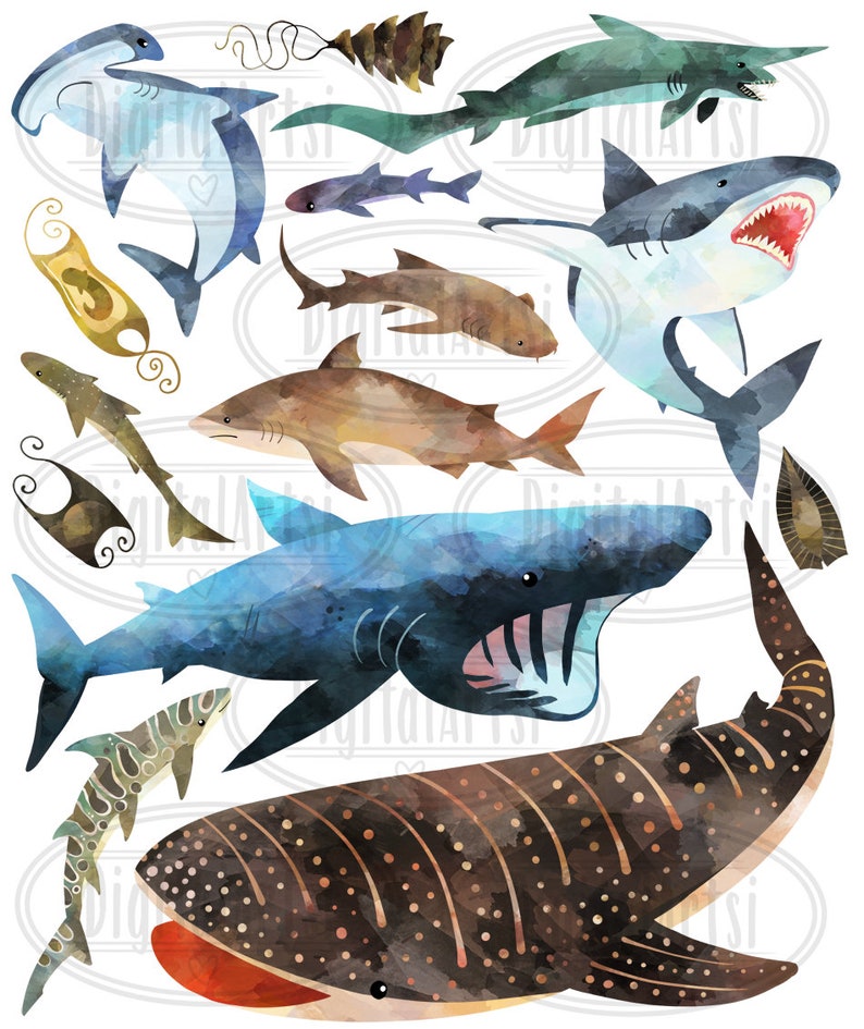 Akvarellhajar Clipart: 14 bilder av hajarter (digital nedladdning) bild 2