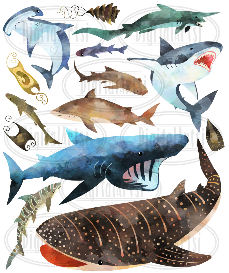 Watercolor Sharks Clipart: 14 Shark Species Images (digital Download) -  Etsy Singapore, image size:950x1131