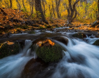Color Rush - Fall colors on a creek in the Eastern Sierras