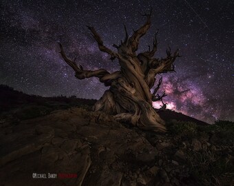Ancient Places - Bristlecones Milky Way Landscape Photo