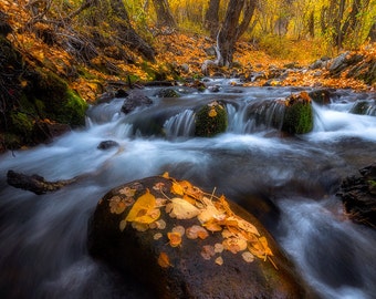 Rock Amid Rapids - Landscape photo of Fall colors and a creek in the Eastern Sierras