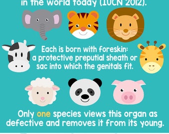 All Mammals Are Born With Foreskin