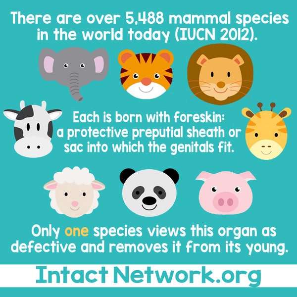 All Mammals Are Born With Foreskin