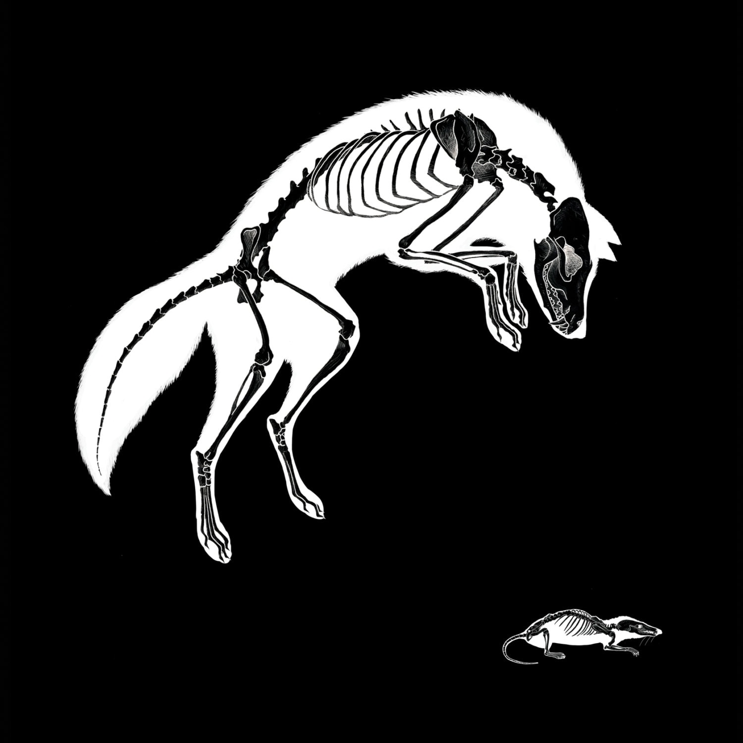 Arctic Fox Skeleton Art Print. LIMITED EDITION animal taxidermy skull punk poster. Black and white urban graffiti illustration. A4 A3