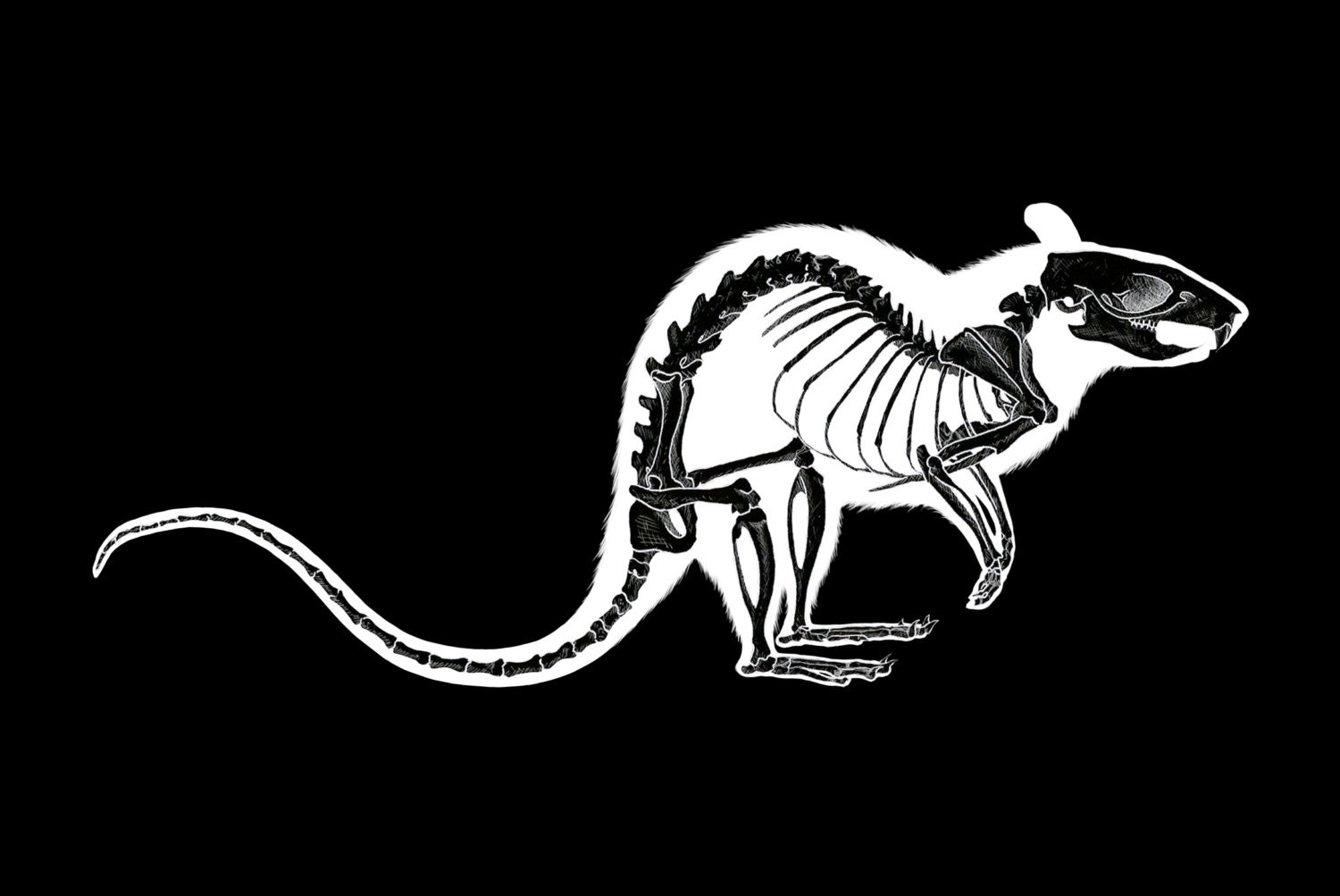 Rat Skeleton Art Print. LIMITED EDITION original animal art Etsy