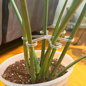 May include: A potted plant with multiple stems supported by clear plastic plant supports. The plant is in a white plastic pot with brown soil.
