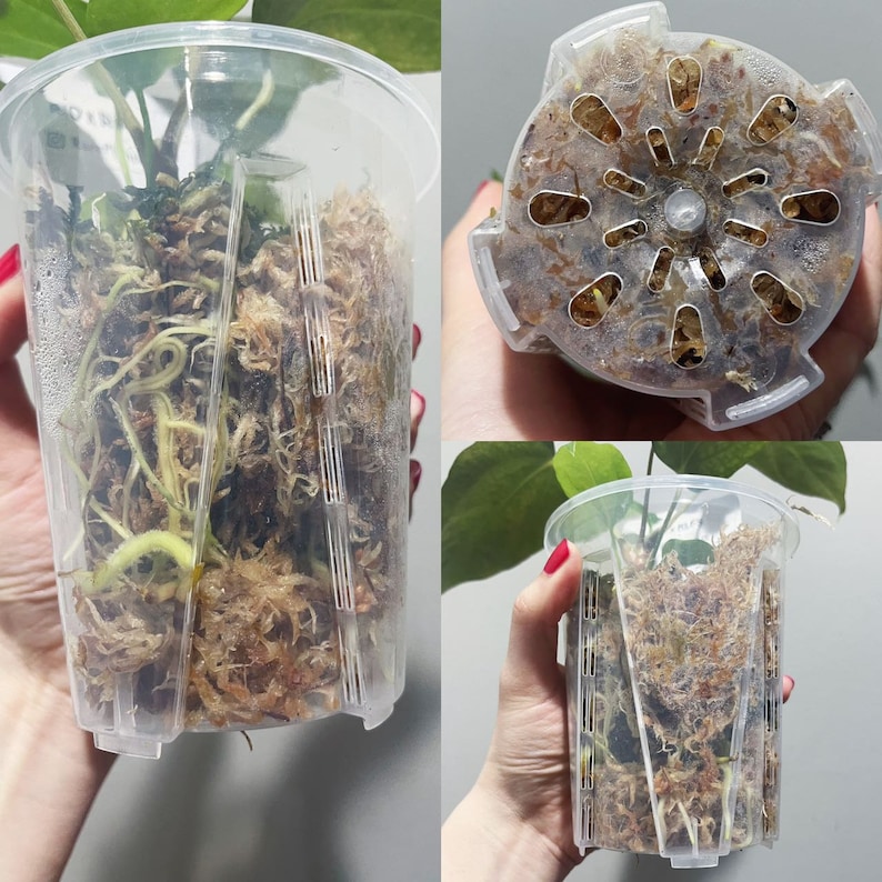 May include: A clear plastic pot with drainage holes and a plant growing inside. The pot is filled with brown moss and the plant has green leaves.