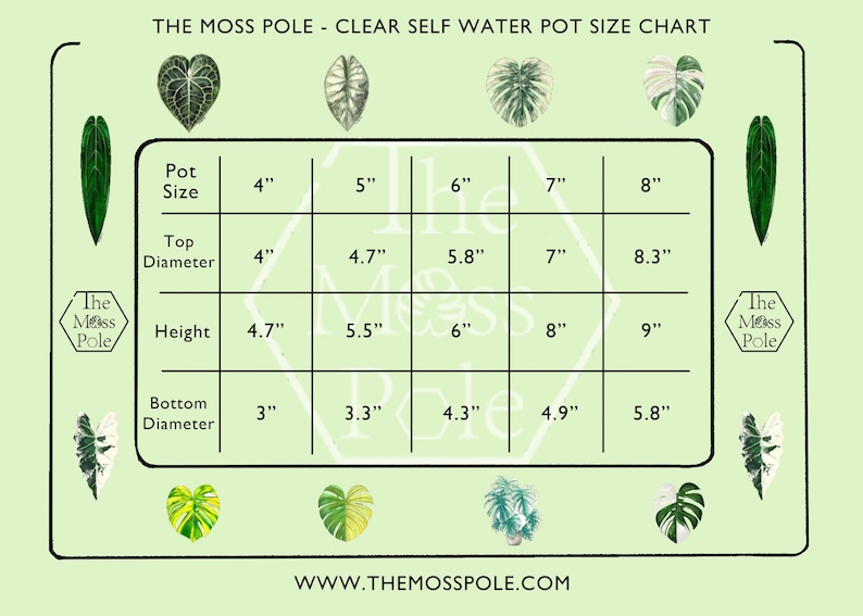 May include: A size chart for clear self-watering pots from The Moss Pole. The chart shows pot sizes from 4" to 8", with corresponding top and bottom diameters, and heights in inches. Decorative plant illustrations surround the chart.