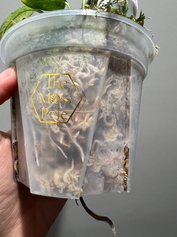 Buy High Quality Clear Transparent Plant Pots With Good Drainage Planter!  Multi-size Available! Large Clear Plant Pots With Saucers Online in India -  Etsy