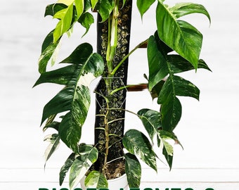 Stackable Moss Pole for Climbing Plants Stand Plant Poles Clear Moss Poles