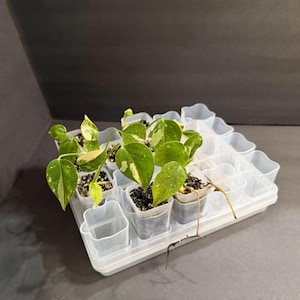 May include: A clear plastic seedling tray filled with small potted plants. The plants have green and white variegated leaves. The tray has individual square compartments for each plant and is set against a dark background.