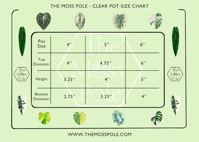 Peut inclure: Un tableau montrant les tailles de pots transparents recommand&eacute;es pour les plantes, avec des mesures en pouces. Le tableau comprend la taille du pot, le diam&egrave;tre sup&eacute;rieur, la hauteur et le diam&egrave;tre inf&eacute;rieur. Le tableau est sur un fond vert avec des illustrations de plantes.