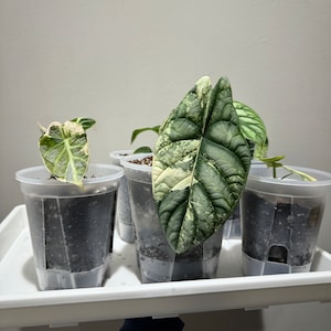 May include: Several potted plants with large, textured leaves in shades of green and white are arranged on a white tray. The plants are in clear plastic pots filled with dark soil, ready for transplanting or display.