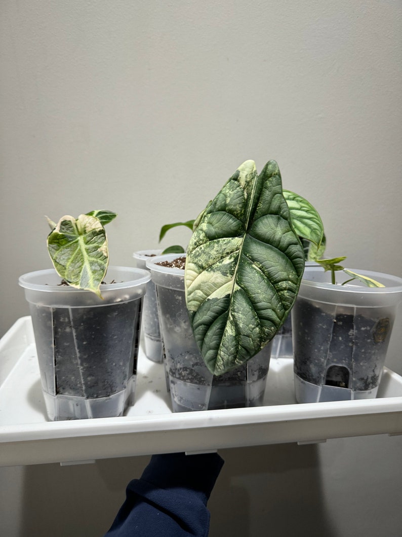 May include: Several potted plants with large, textured leaves in shades of green and white are arranged on a white tray. The plants are in clear plastic pots filled with dark soil, ready for transplanting or display.