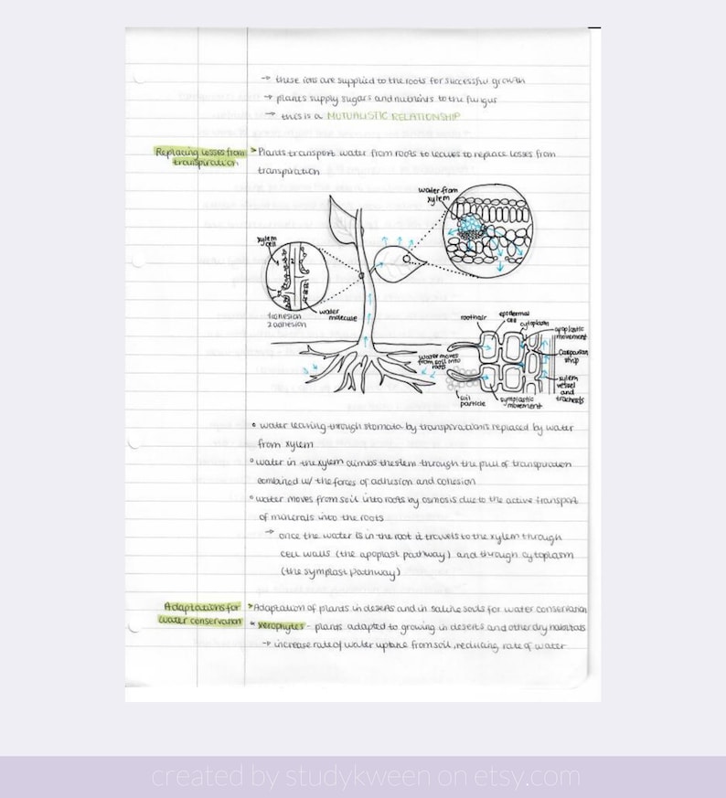 IB Biology Notes SL and HL Handwritten Revision Notes Etsy Singapore