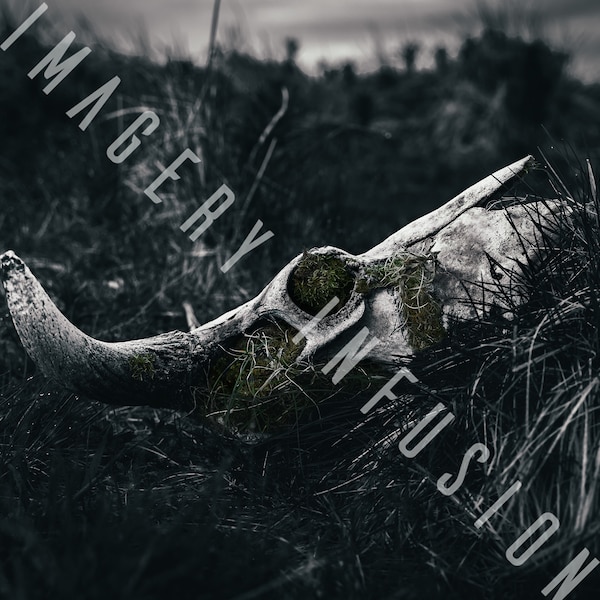 Mysterious Cow Skull - Fine Art Photography Print, Dark & Moody Dystopian Landscape, Forest punk Home Decor, Digital download