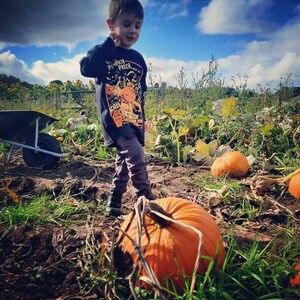May include: A young boy wearing a black and yellow t-shirt with the text "The Pumpkin Patch" stands in a field of pumpkins. He is looking at the camera. There are several pumpkins in the background.