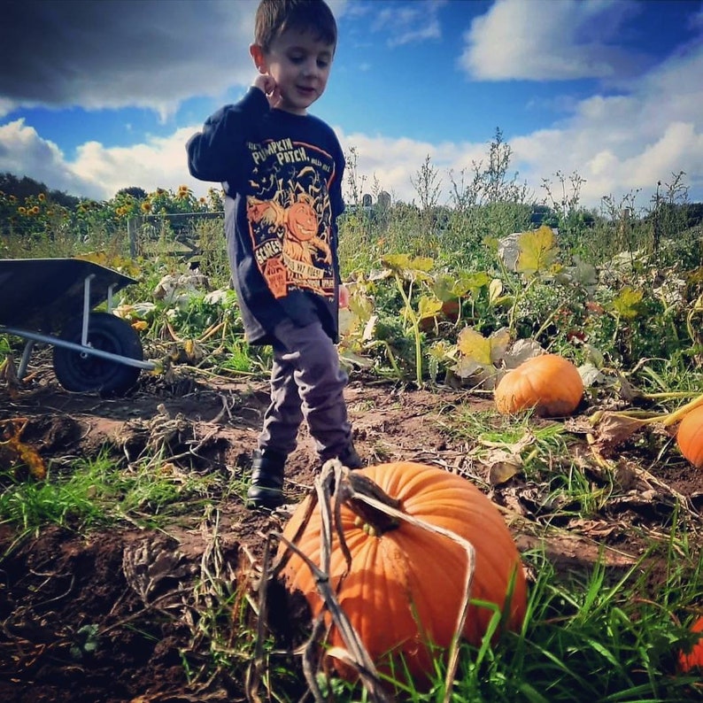 May include: A young boy wearing a black and yellow t-shirt with the text "The Pumpkin Patch" stands in a field of pumpkins. He is looking at the camera. There are several pumpkins in the background.