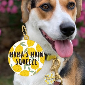 May include: A dog wearing a yellow collar with a round tag that says "MAMA'S MAIN SQUEEZE" in black text. The tag has a pattern of yellow lemons on a white background. The dog has brown and white fur and is smiling.
