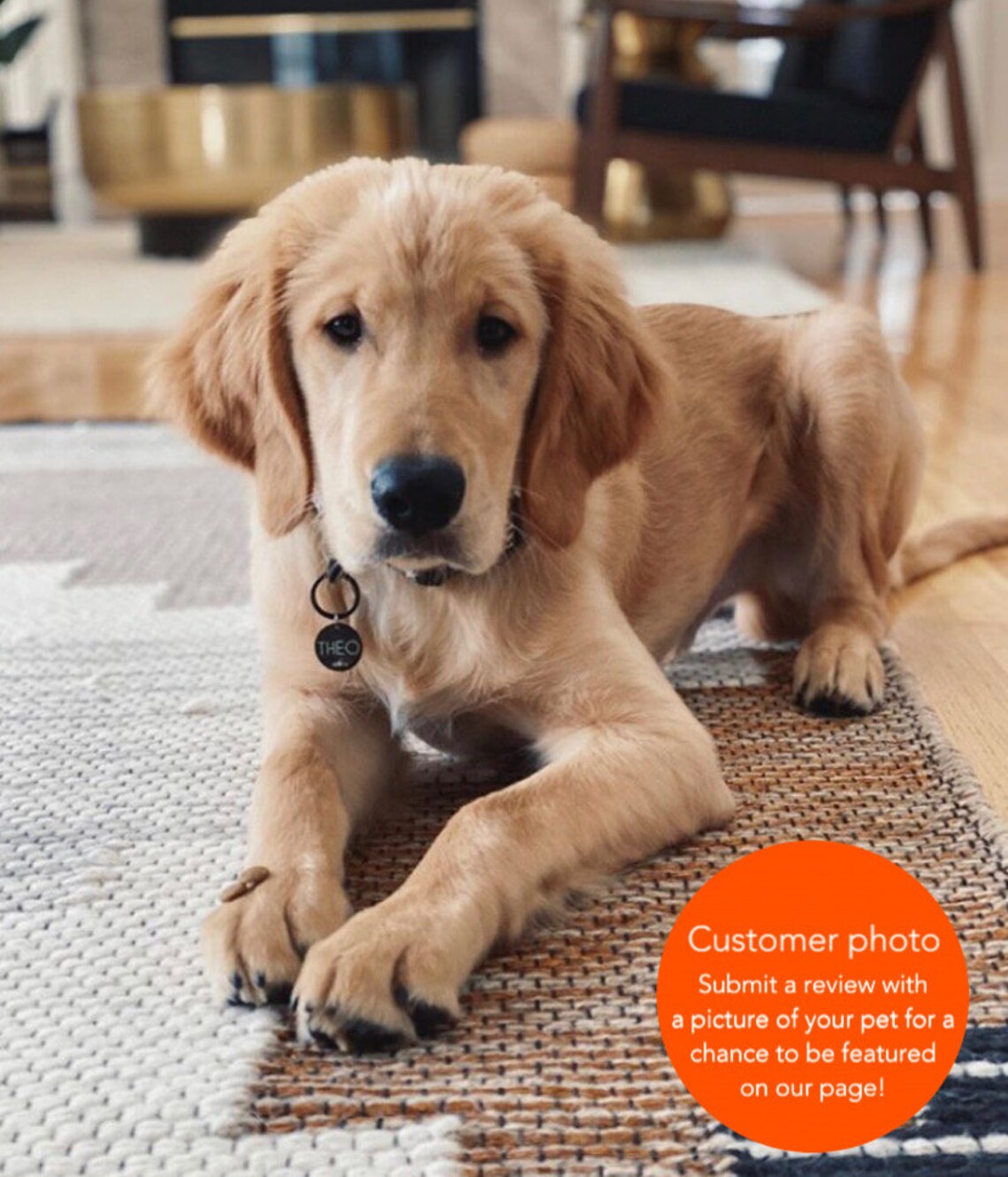 Microchip Dog Tag Custom Dog Tag Microchipped Pet Tag Dog Etsy Canada