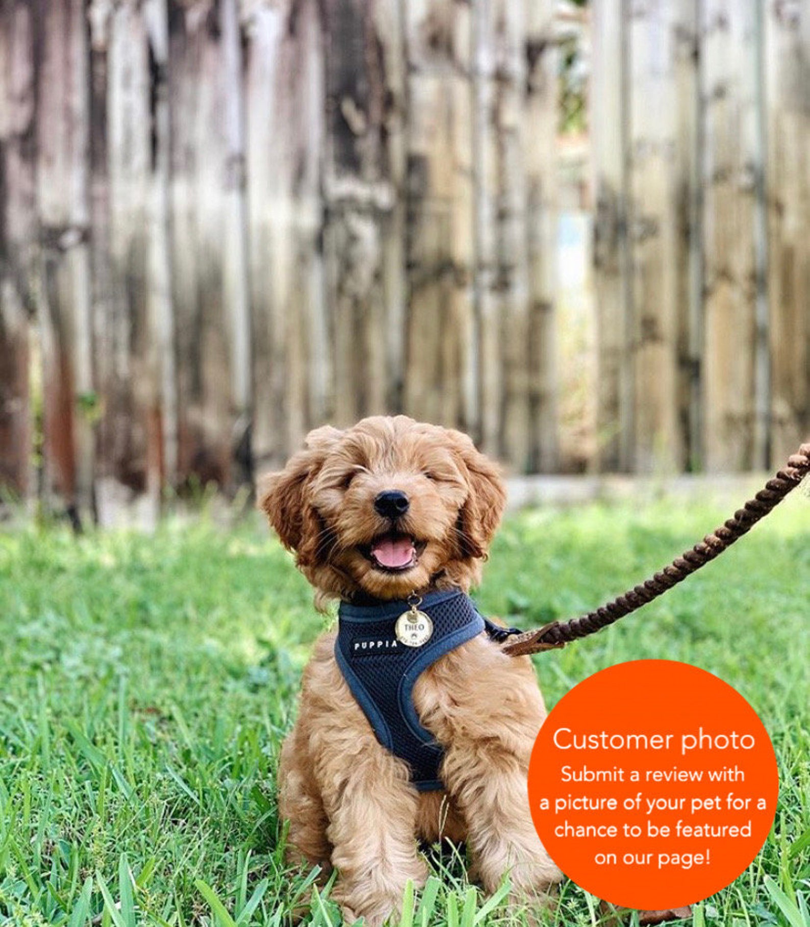 Microchip Dog Tag Custom Dog Tag Microchipped Pet Tag Dog Etsy Canada