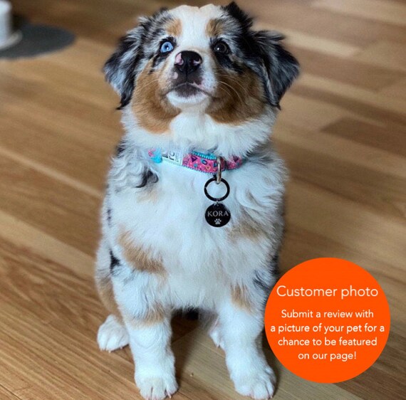 microchipped dog tag