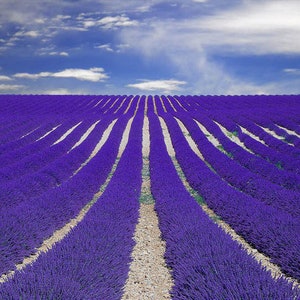 Pu&ograve; includere: Un campo di fiori di lavanda in file, con un cielo blu e nuvole bianche sullo sfondo.