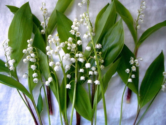 Caron, Muguet De Bonheur, 'lily of Happiness', Lily of the Valley