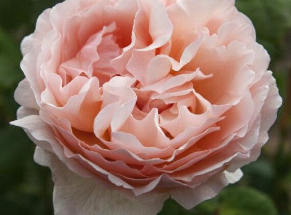 Creed Fleur De Thé Rose Bulgare Decant Sample From Flacon 1895 1999 Paris France