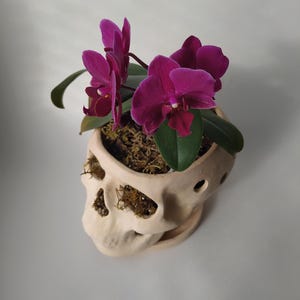 Orchid Pots with Holes | Terracotta Plant Pot | Skull Flowerpot image 2